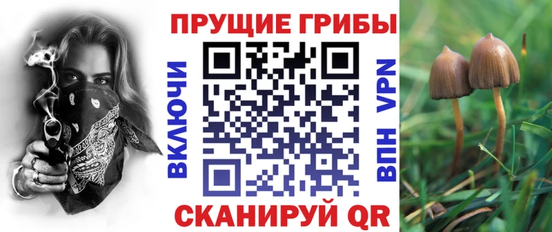 сколько стоит  Курчатов  Галлюциногенные грибы мицелий 